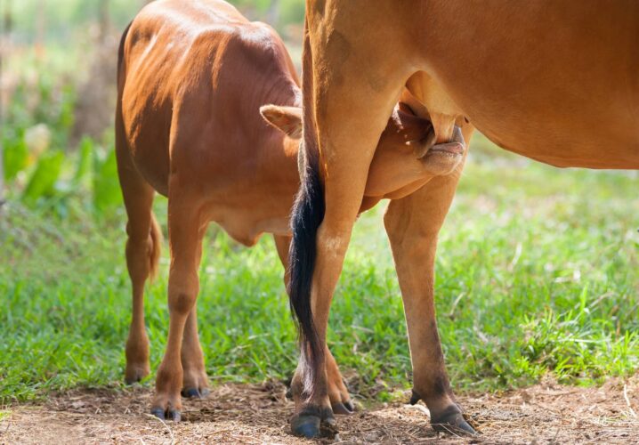 Milking Jersey Cows Once a Day